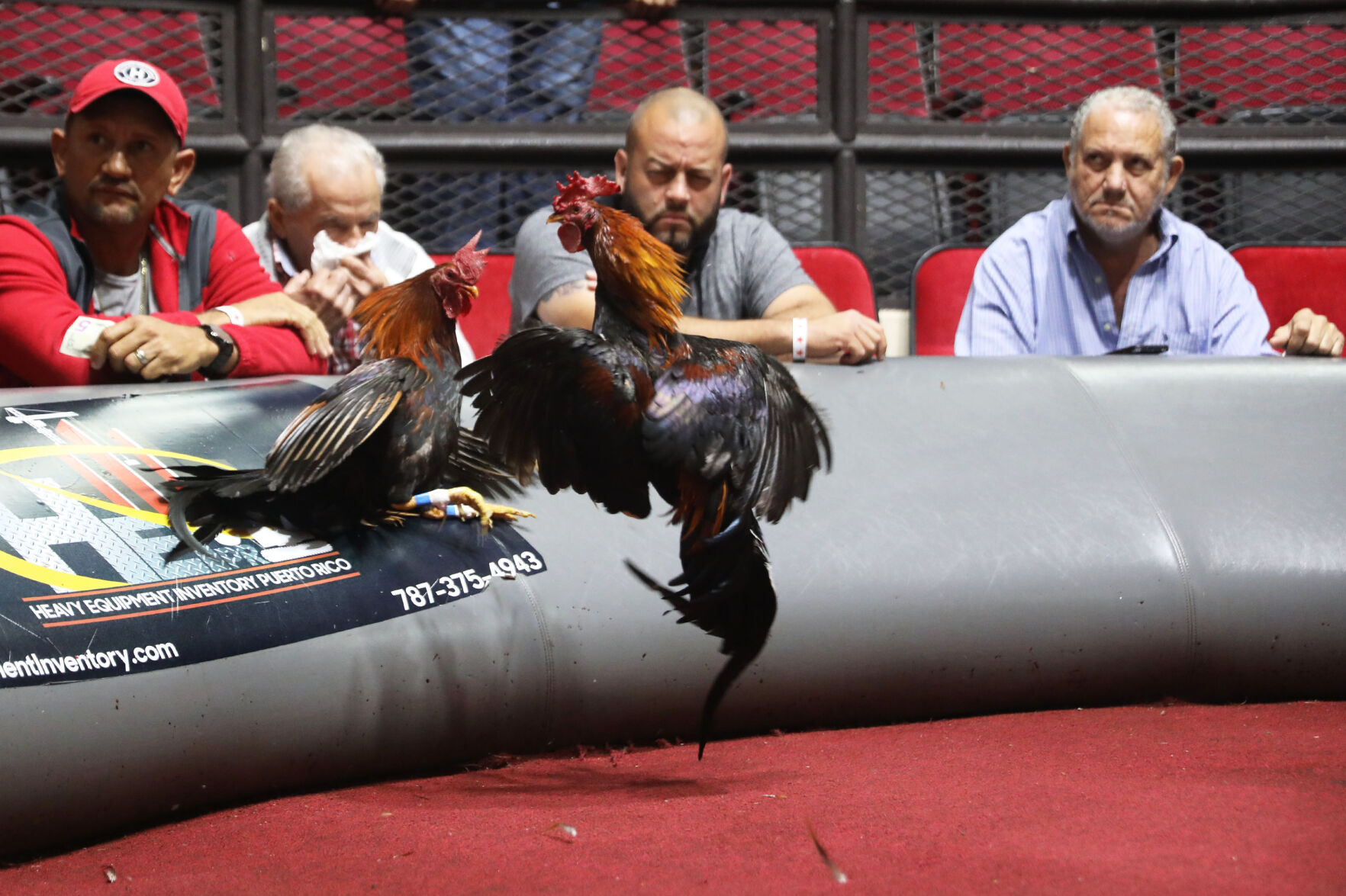 Peleas de gallos
